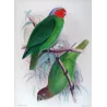 Red-cheeked Parrot (*Geoffroyus s. malzmannani*) – Original lithograph by Green, Mathews (1910–27)