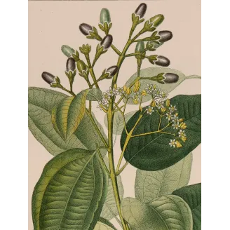 Antique Botanical Print – Pierre Jean François Turpin – Bay Laurel