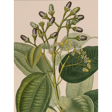 Antique Botanical Print – Pierre Jean François Turpin – Bay Laurel