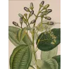 Bay Laurel (*Laurus cinnamomum*) Original hand-colored engraving by Turpin,  Antique  Botanical Print (c.1835)