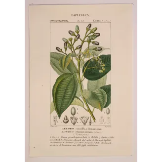 Antique Botanical Print – Pierre Jean François Turpin – Bay Laurel
