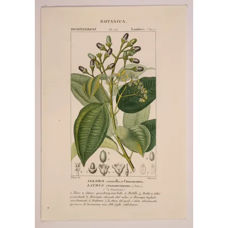 Antique Botanical Print – Pierre Jean François Turpin – Bay Laurel