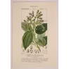 Bay Laurel (*Laurus cinnamomum*) Original hand-colored engraving by Turpin,  Antique  Botanical Print (c.1835)