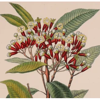 Antique Botanical Print – Pierre Jean François Turpin – Clove Tree
