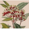 Clove Tree (*Caryophyllus aromaticus*) lot with 2 Original hand-col. engravings by Turpin, Antique  Botanical Print (c.1835)