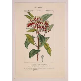 Antique Botanical Print – Pierre Jean François Turpin – Clove Tree