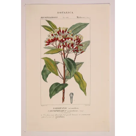 Antique Botanical Print – Pierre Jean François Turpin – Clove Tree