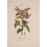 Clove Tree (*Caryophyllus aromaticus*) lot with 2 Original hand-col. engravings by Turpin, Antique  Botanical Print (c.1835)