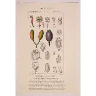 Antique Botanical Print – Pierre Jean François Turpin – Clove Tree