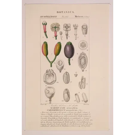 Antique Botanical Print – Pierre Jean François Turpin – Clove Tree