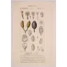 Clove Tree (*Caryophyllus aromaticus*) lot with 2 Original hand-col. engravings by Turpin, Antique  Botanical Print (c.1835)