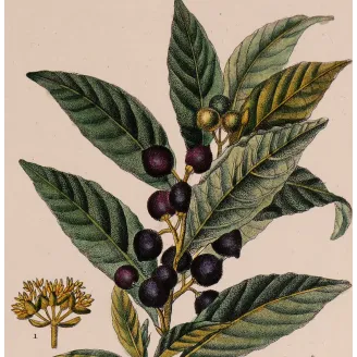 Antique Botanical Print – Pierre Jean François Turpin – Bay Laurel