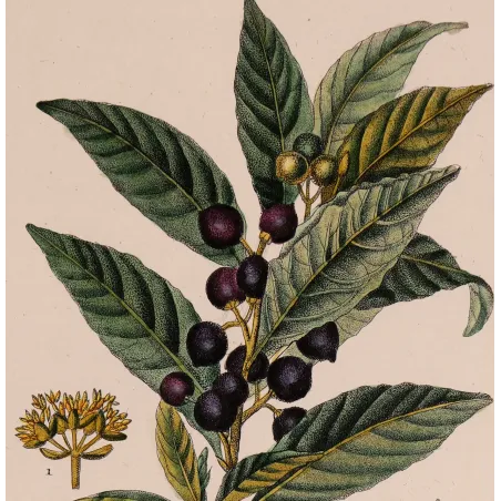Antique Botanical Print – Pierre Jean François Turpin – Bay Laurel