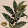 Bay Laurel (*Laurus nobilis*) Original hand-colored engraving by Turpin, Antique  Botanical Print(c.1835)