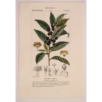 Antique Botanical Print – Pierre Jean François Turpin – Bay Laurel