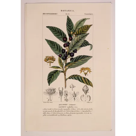 Antique Botanical Print – Pierre Jean François Turpin – Bay Laurel