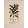 Bay Laurel (*Laurus nobilis*) Original hand-colored engraving by Turpin, Antique  Botanical Print(c.1835)