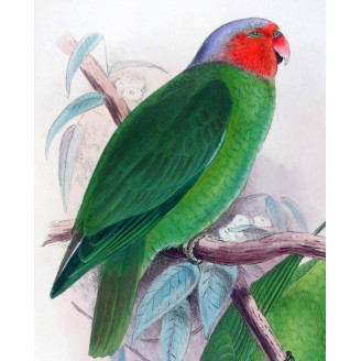 Red-cheeked Parrot by Roland Green – The Birds of Australia