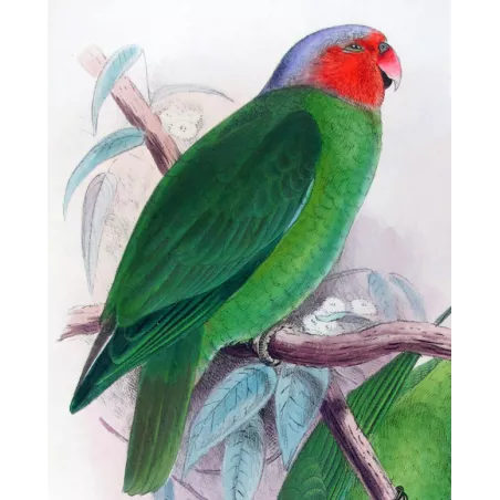 Red-cheeked Parrot by Roland Green – The Birds of Australia