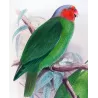 Red-cheeked Parrot (*Geoffroyus s. malzmannani*) – Original lithograph by Green, Mathews (1910–27)