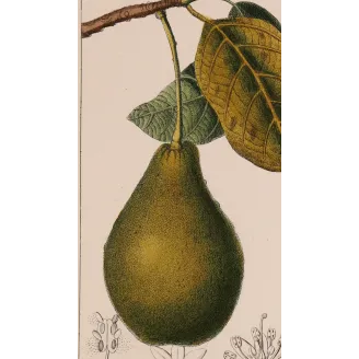 Antique Print by Pierre Jean François Turpin – Avocado (Persea gratissima)