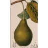Avocado (*Persea gratissima*) Original hand-colored engraving by Turpin, Antique  Botanical Print (c.1835)