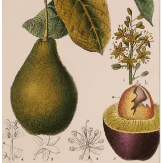 Antique Print by Pierre Jean François Turpin – Avocado (Persea gratissima)