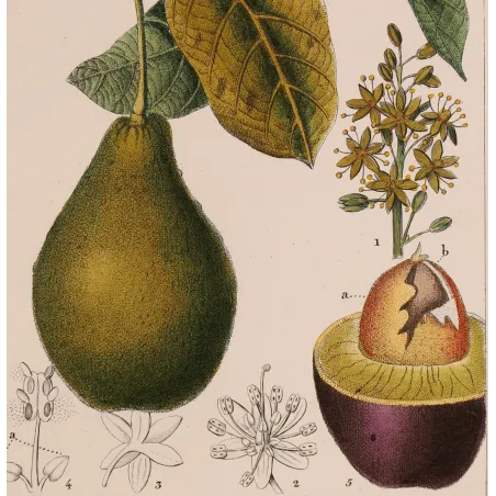 Antique Print by Pierre Jean François Turpin – Avocado (Persea gratissima)