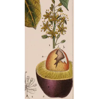 Antique Print by Pierre Jean François Turpin – Avocado (Persea gratissima)