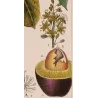 Avocado (*Persea gratissima*) Original hand-colored engraving by Turpin, Antique  Botanical Print (c.1835)