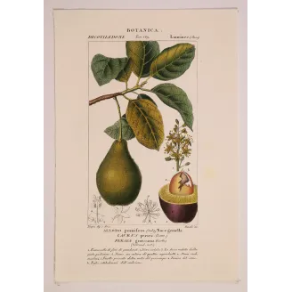 Antique Print by Pierre Jean François Turpin – Avocado (Persea gratissima)