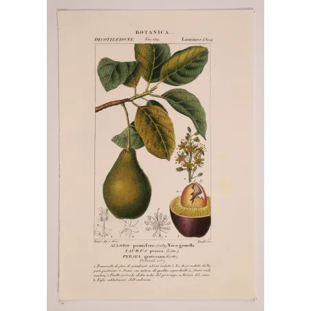 Antique Print by Pierre Jean François Turpin – Avocado (Persea gratissima)