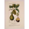 Avocado (*Persea gratissima*) Original hand-colored engraving by Turpin, Antique  Botanical Print (c.1835)