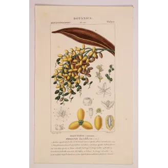Antique Botanical Print – Pierre Jean François Turpin – Set with 2 Date Palm Phoenix dactylifera