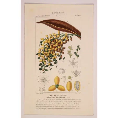 Antique Botanical Print – Pierre Jean François Turpin – Set with 2 Date Palm Phoenix dactylifera