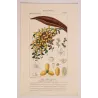 Set with 2 Date Palm Phoenix dactylifera (Dattero comune) Antique  Botanical Print