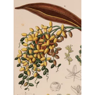 Antique Botanical Print – Pierre Jean François Turpin – Set with 2 Date Palm Phoenix dactylifera
