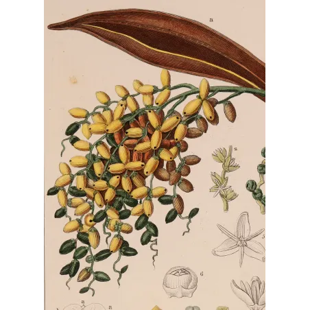 Antique Botanical Print – Pierre Jean François Turpin – Set with 2 Date Palm Phoenix dactylifera