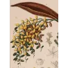 Set with 2 Date Palm Phoenix dactylifera (Dattero comune) Antique  Botanical Print