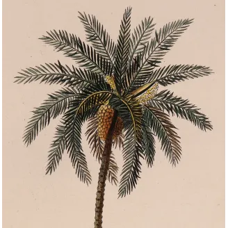 Antique Botanical Print – Pierre Jean François Turpin – Set with 2 Date Palm Phoenix dactylifera