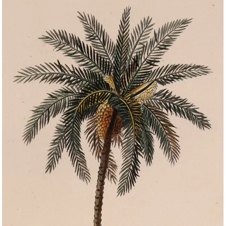 Antique Botanical Print – Pierre Jean François Turpin – Set with 2 Date Palm Phoenix dactylifera