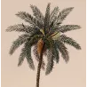 Set with 2 Date Palm Phoenix dactylifera (Dattero comune) Antique  Botanical Print