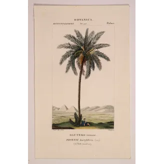 Antique Botanical Print – Pierre Jean François Turpin – Set with 2 Date Palm Phoenix dactylifera