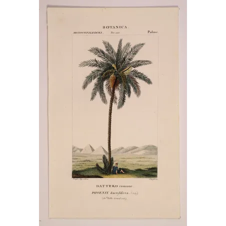 Antique Botanical Print – Pierre Jean François Turpin – Set with 2 Date Palm Phoenix dactylifera