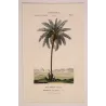 Set with 2 Date Palm Phoenix dactylifera (Dattero comune) Antique  Botanical Print