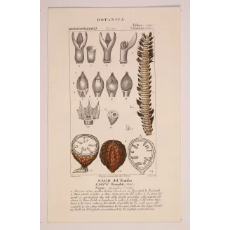 Antique Botanical Print – Pierre Jean François Turpin – Set With 2 Sago Palm  Sagus Rumphii