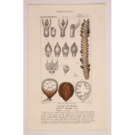 Antique Botanical Print – Pierre Jean François Turpin – Set With 2 Sago Palm  Sagus Rumphii