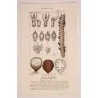 Set With 2 Sago Palm  Sagus Rumphii (Sago del Rumfo) Antique  Botanical Print