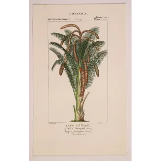 Antique Botanical Print – Pierre Jean François Turpin – Set With 2 Sago Palm  Sagus Rumphii