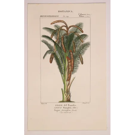 Antique Botanical Print – Pierre Jean François Turpin – Set With 2 Sago Palm  Sagus Rumphii